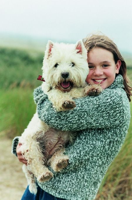 West Highland White Terrier being held by a young girl.