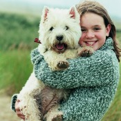 West Highland White Terrier being held by a young girl.