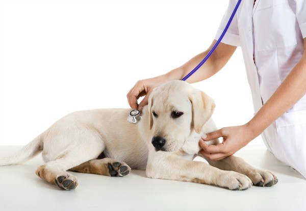 Finding a Low Cost Vet Clinic ThriftyFun