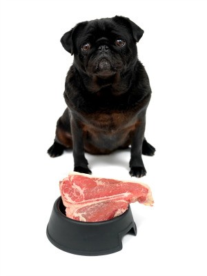 A dog with a raw steak in its bowl.
