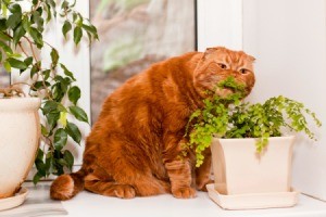 A cat eating a houseplant.