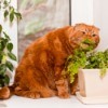 A cat eating a houseplant.