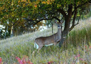 A deer standing in an orchard.