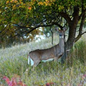 A deer standing in an orchard.