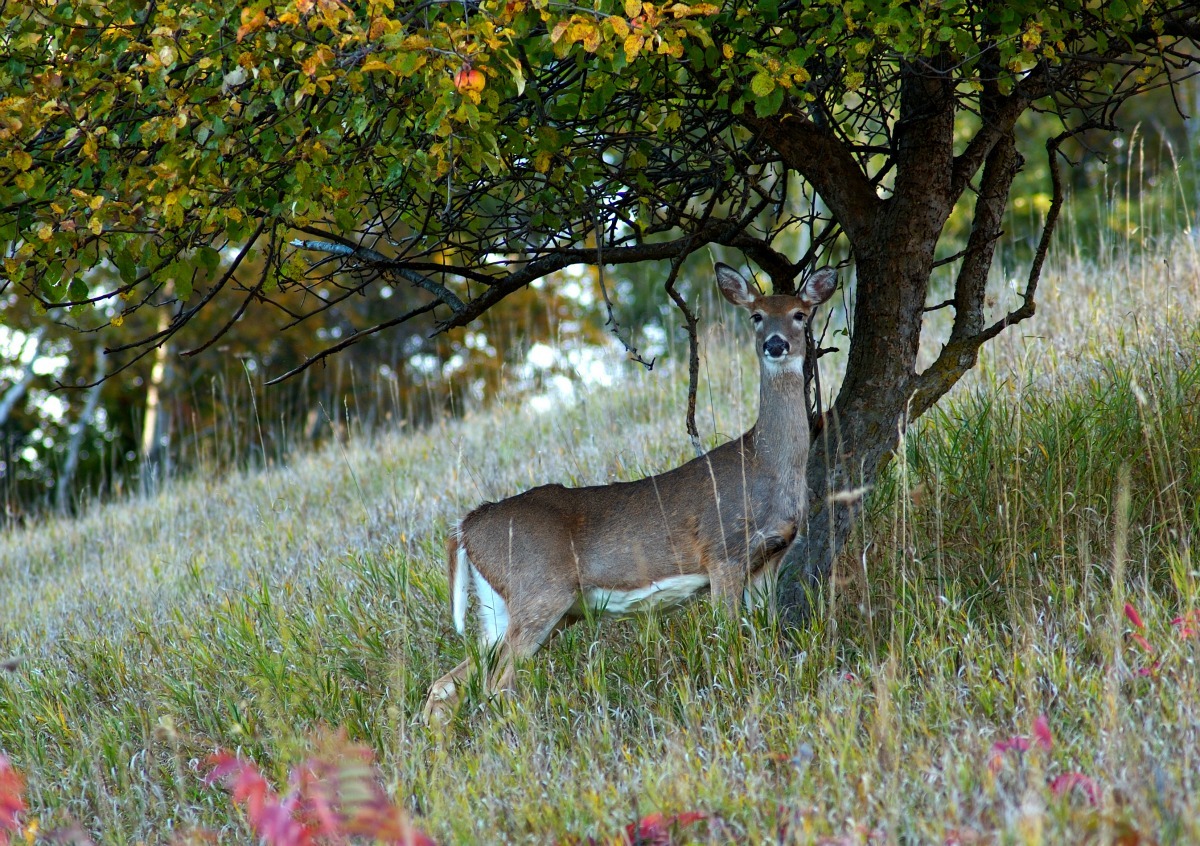 protect trees from deer