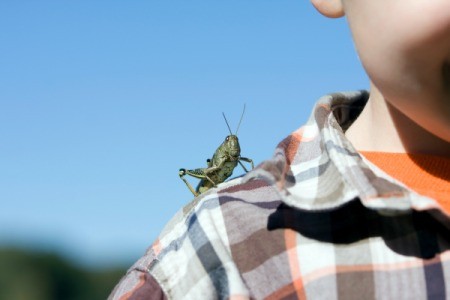 Pet Grasshopper