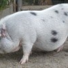 Potbelly Pig
