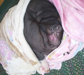 BettyBoots (Pot Bellied Pig)