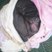 BettyBoots (Pot Bellied Pig)