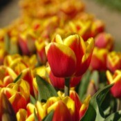 Orange and yellow tulip bulbs.