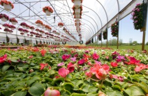 Annuals for sale in a nursery.