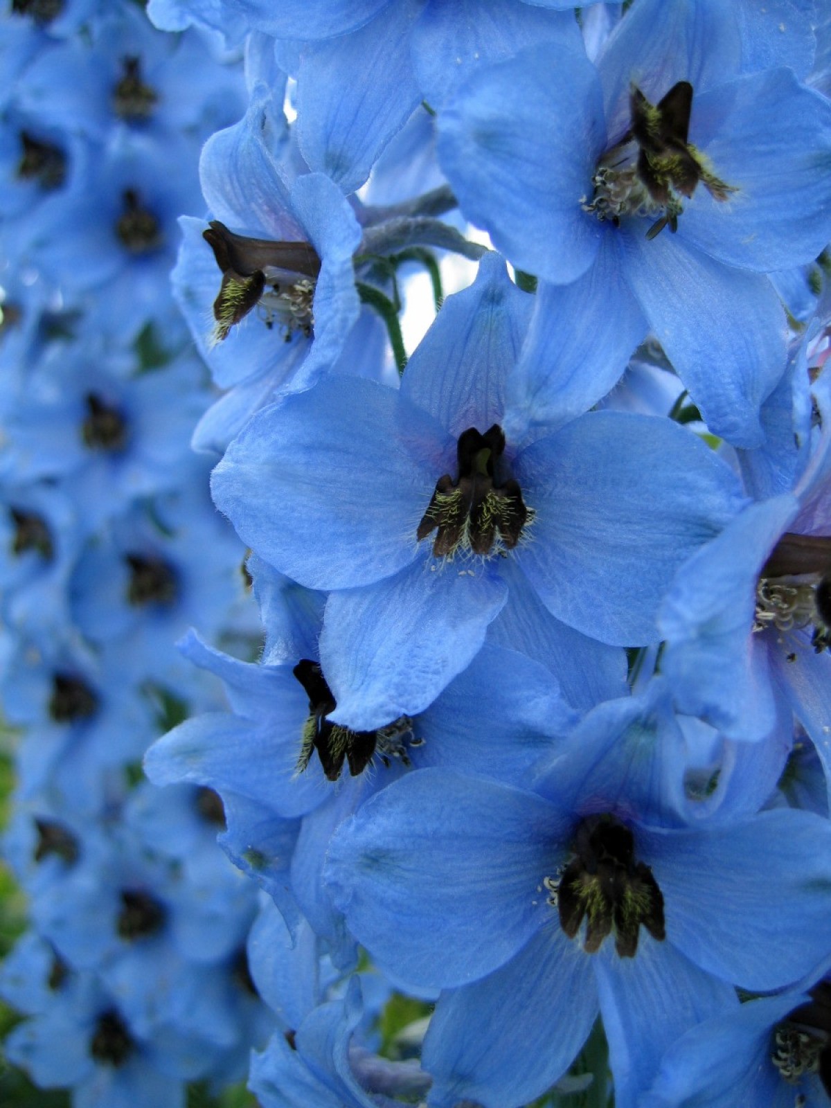 Blue Annuals? | ThriftyFun