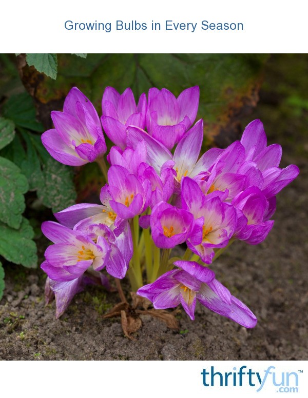 Growing Bulbs in Every Season ThriftyFun