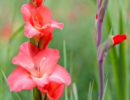 Gladiolus