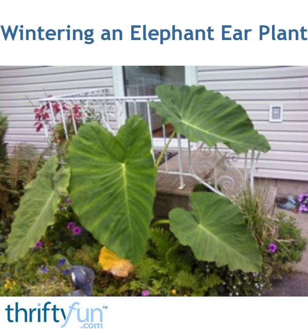 Wintering an Elephant Ear Plant ThriftyFun