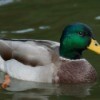 Mallard Duck swimming in a lake.