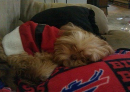 Teddy (Shih Tzu) - Blonde colored dog in a Santa coat, sleeping