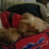 Teddy (Shih Tzu) - Blonde colored dog in a Santa coat, sleeping