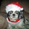 Luckie (Shih Tzu) - Elderly dog in a Santa hat.