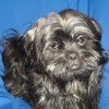 Chewie (Shih Tzu) - Black dog with a blue backdrop.