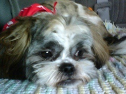 Zeus (Shih Tzu) - close up of dogs face.