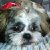 Zeus (Shih Tzu) - close up of dogs face.