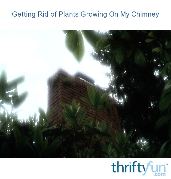 Getting Rid of Plants Growing On My Chimney? ThriftyFun