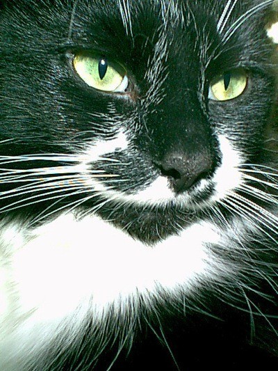 Sylvester (Tuxedo Cat)