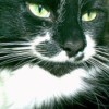 Sylvester (Tuxedo Cat)