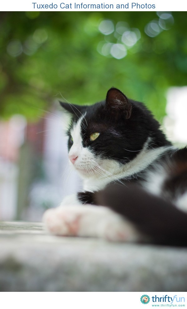 Tuxedo Cat Information and Photos | ThriftyFun