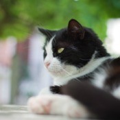 Tuxedo Cat