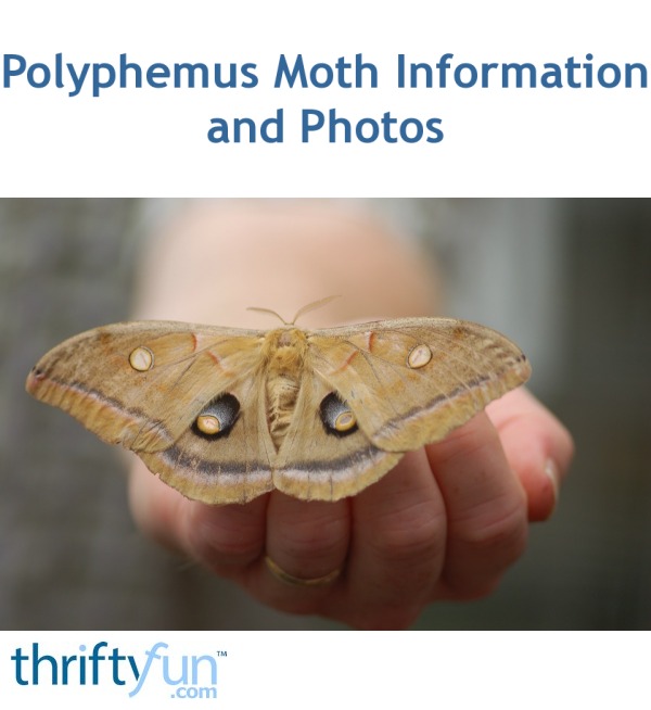 Polyphemus Moth Information and Photos ThriftyFun