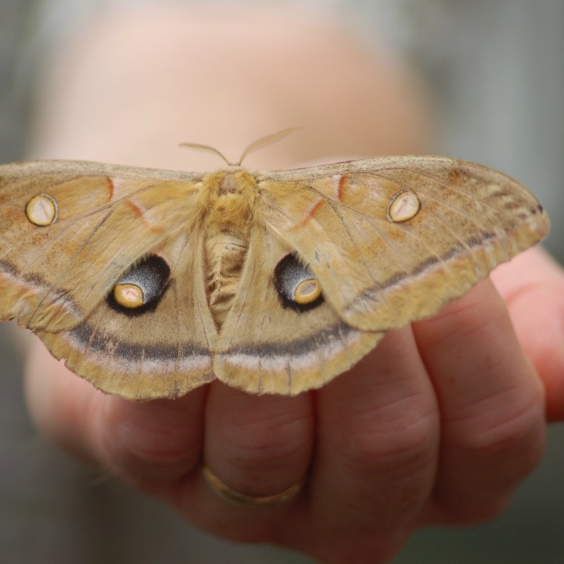 Polyphemus Moth Information And Photos 