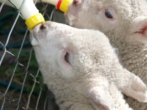 Baby Lambs Eating