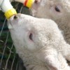 Baby Lambs Eating