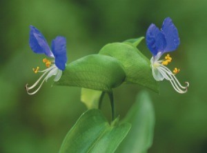 Commelina communis (Asiatic Dayflower)