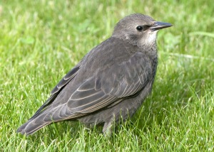 A young starling sitting in a lawn.
