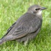 A young starling sitting in a lawn.