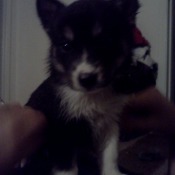 Black and white puppy with pointed ears and medium coat.