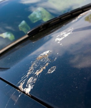 Bird Droppings on a Car