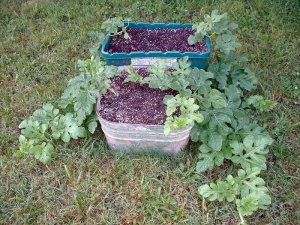 Growing Watermelon In Containers