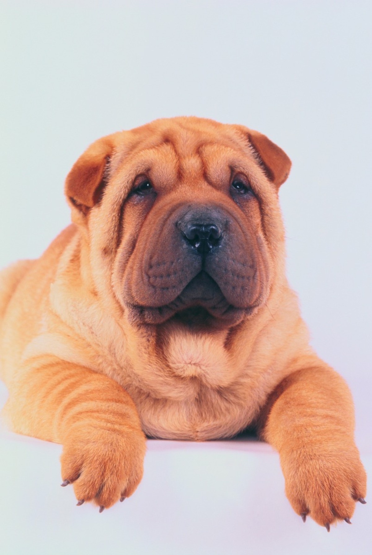 Chinese Shar Pei Breed Information And Photos Thriftyfun