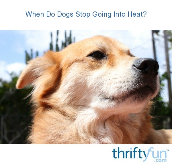 how old does a female dog go into heat