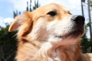 Portrait of a female golden retriever.