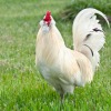 White Bantam Chicken