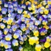 Large patch of pansies.