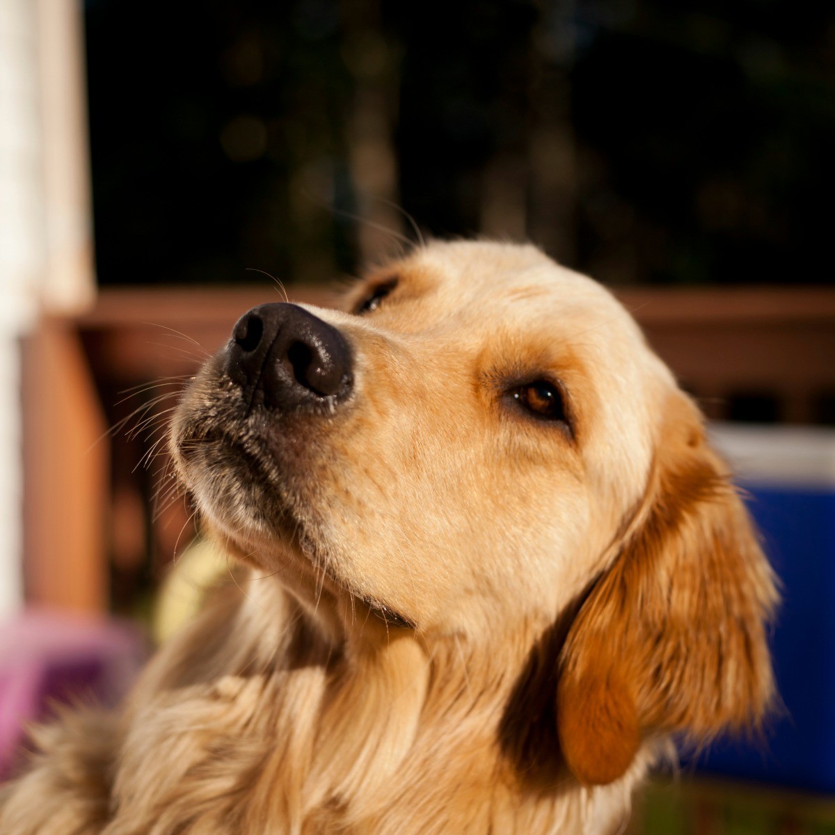 dog in heat