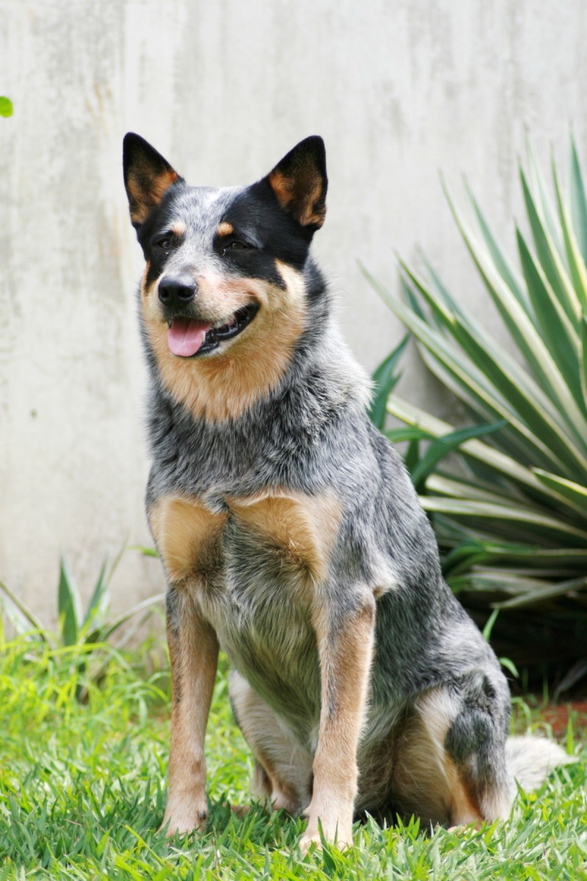 Bluey Heeler