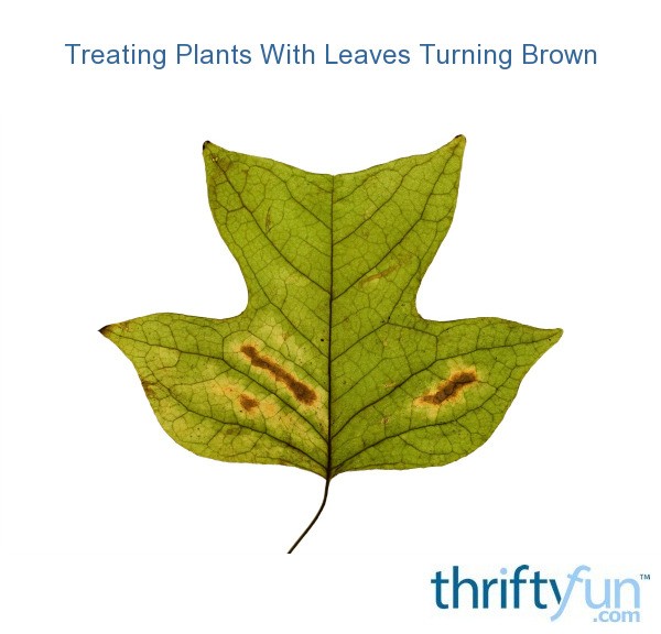 Treating Plants With Leaves Turning Brown ThriftyFun