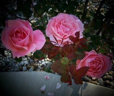 Climbing Rose